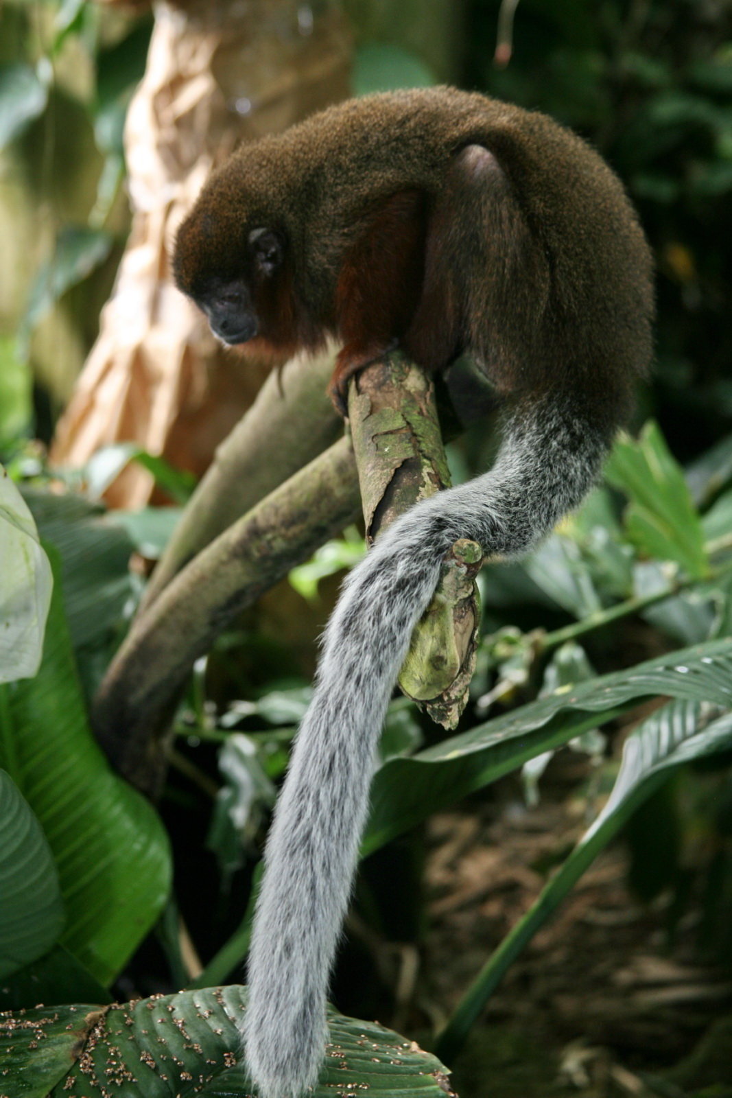 Titi Monkey