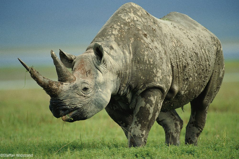 Black Rhino