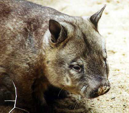 Northern Hairy-Nosed Wombat