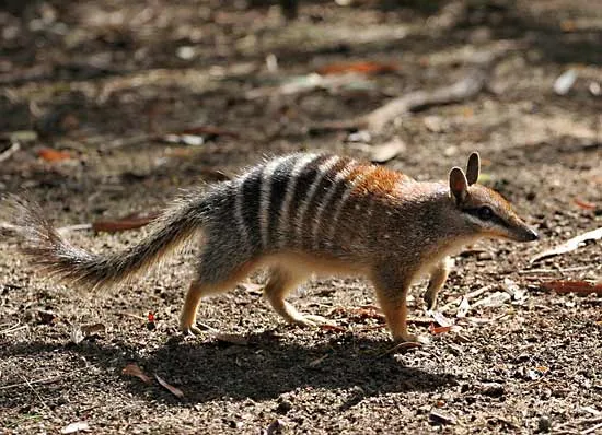 Numbat