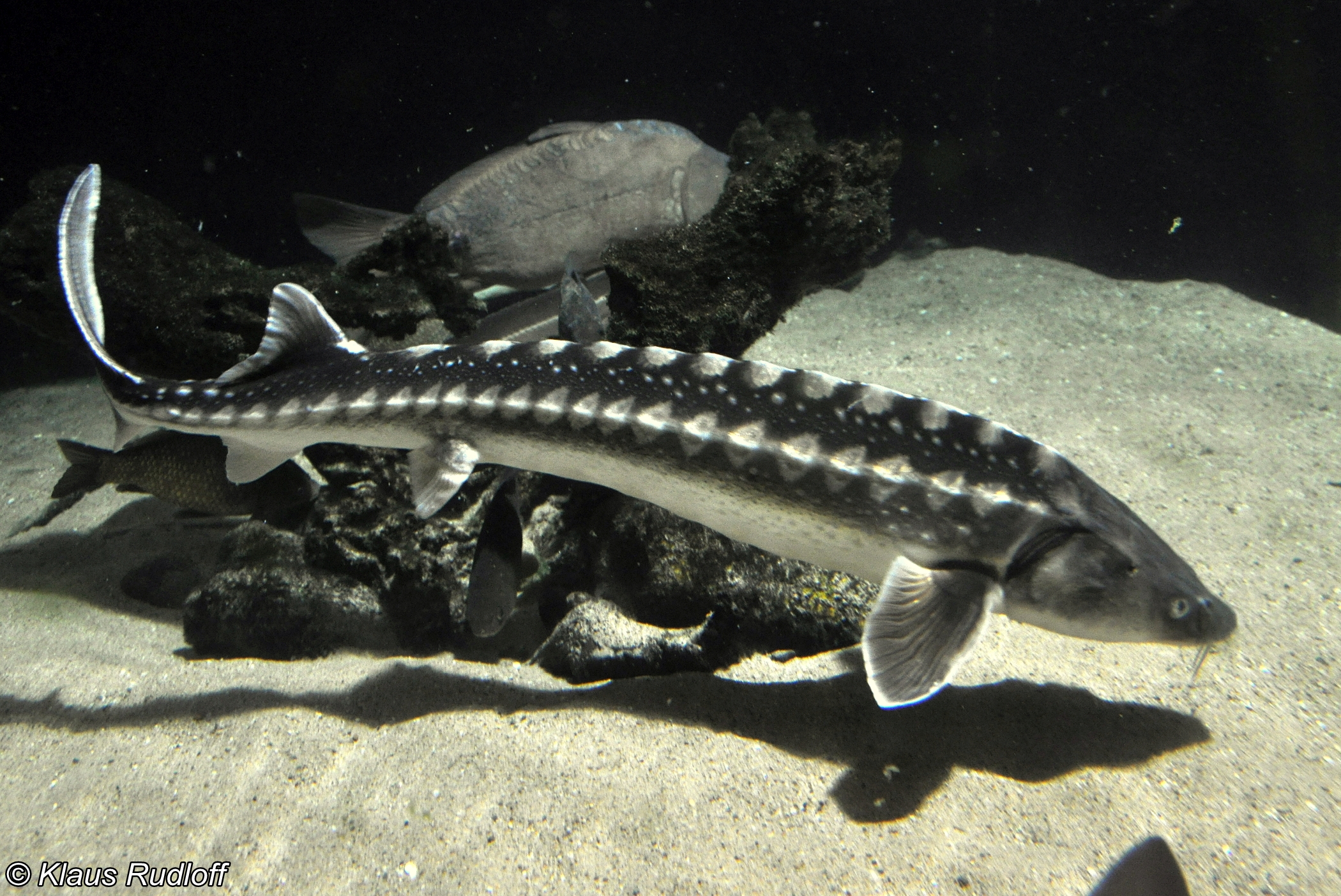 Russian Sturgeon