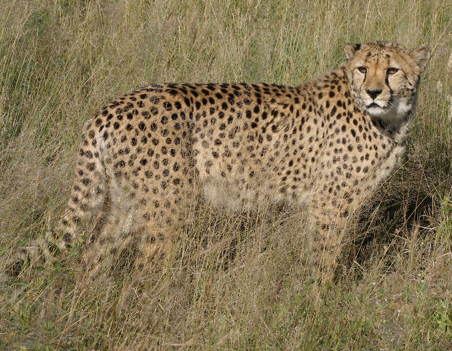 Saharan Cheetah