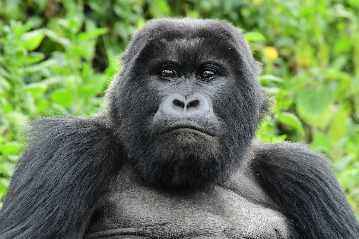 Eastern Gorilla