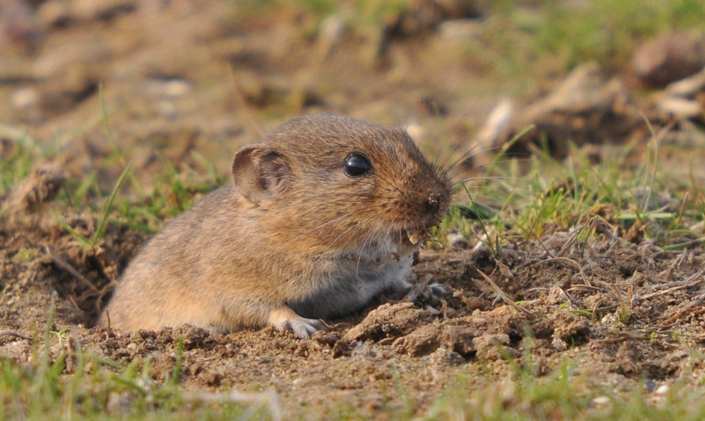 Bavarian Pine Vole