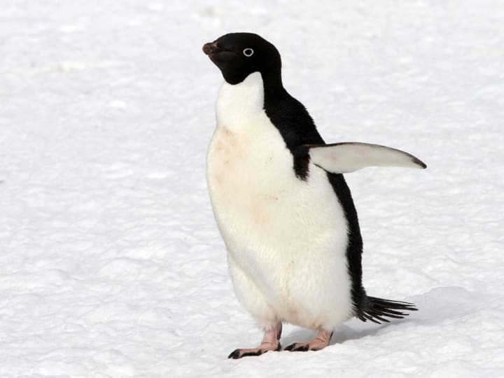 Adélie Penguin