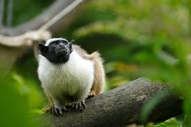 Pied Tamarin