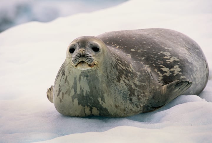 Weddell Seal