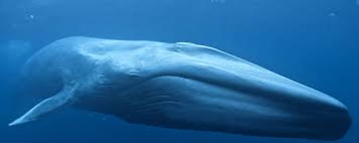 Antarctic Blue Whale